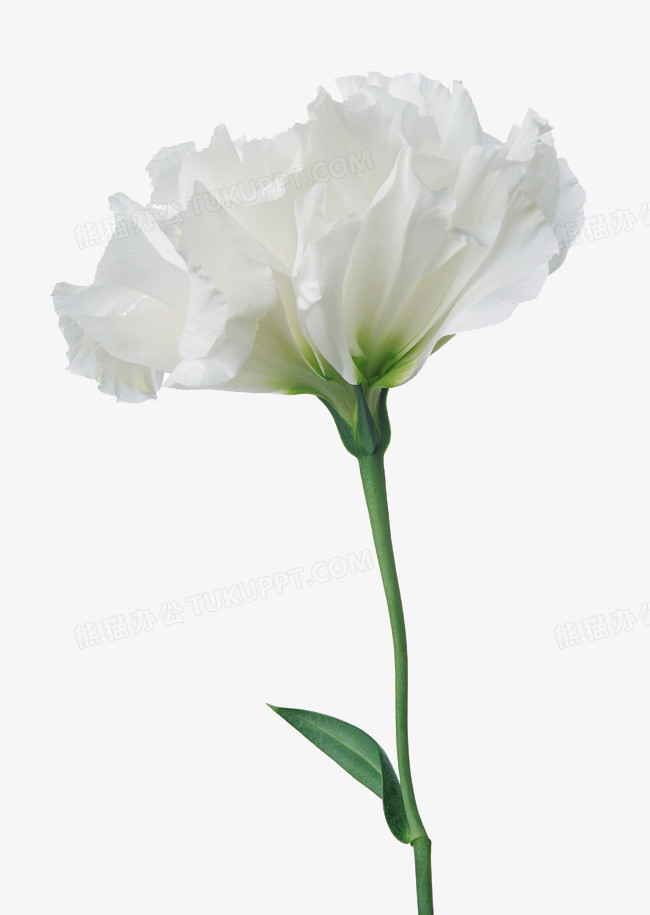 一朵白色花