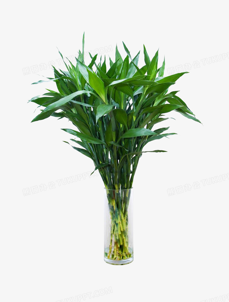 富贵竹怎么养活 780