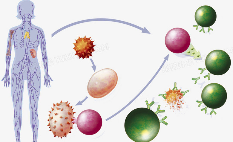 人体免疫系统png图片素材下载_免疫png_熊猫办公