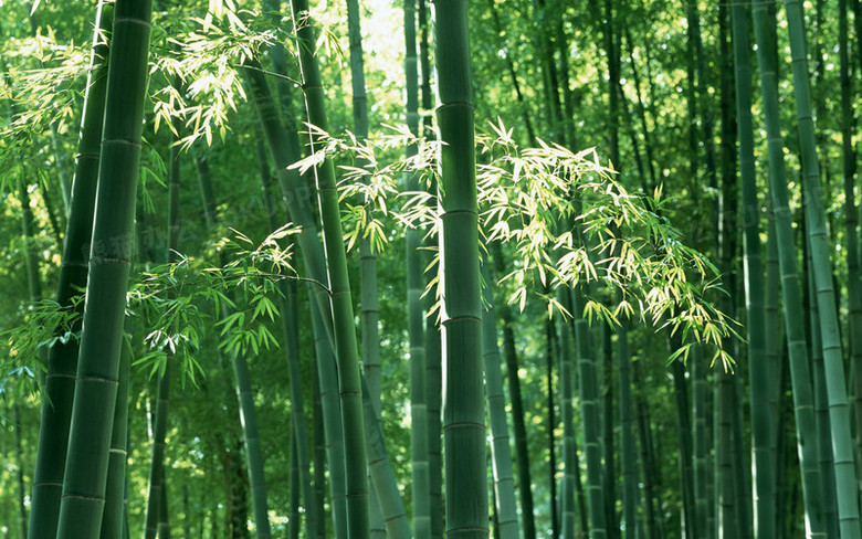 竹子翠绿清新竹林