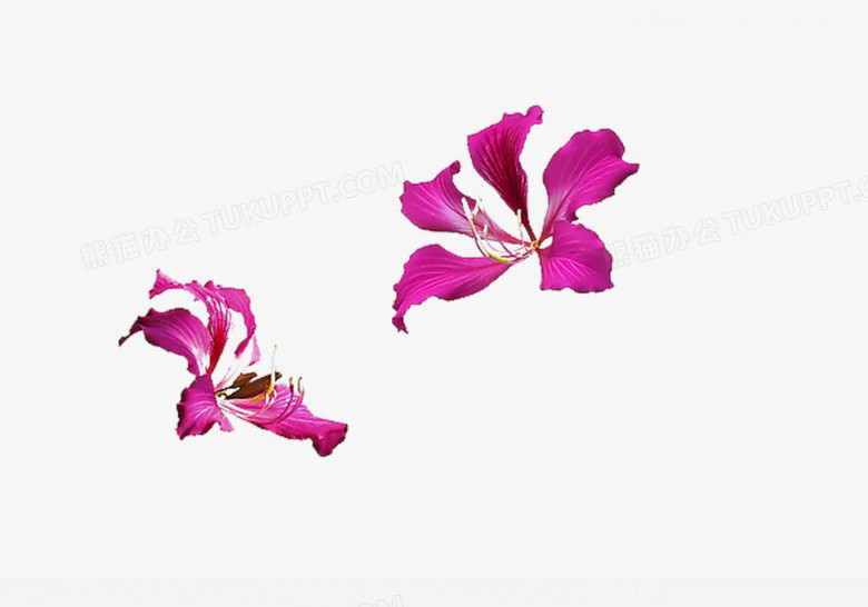 两朵紫荆花图片素材