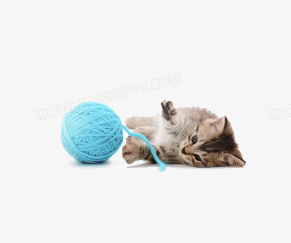 玩毛线的小猫