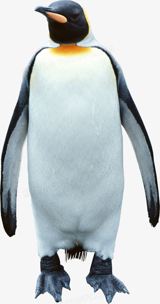 企鹅