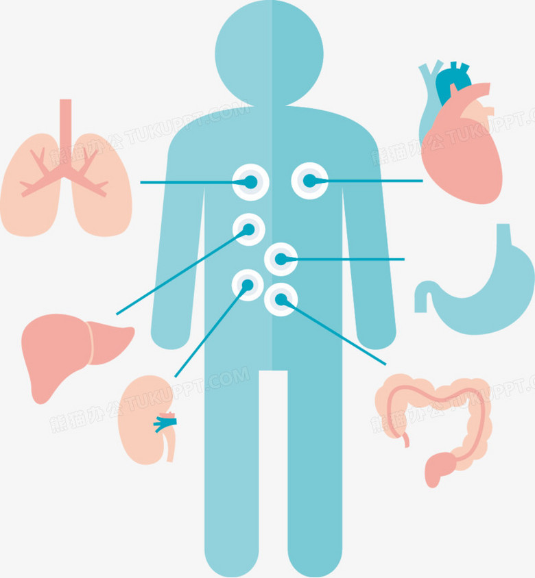 人体内脏分布图扁平图