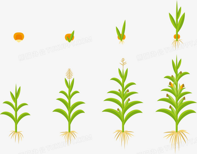 矢量玉米生长过程