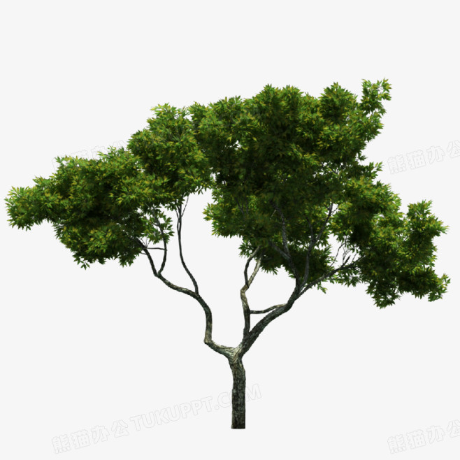 大树树枝树干树木绿色春天