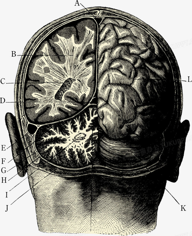 手绘人体大脑