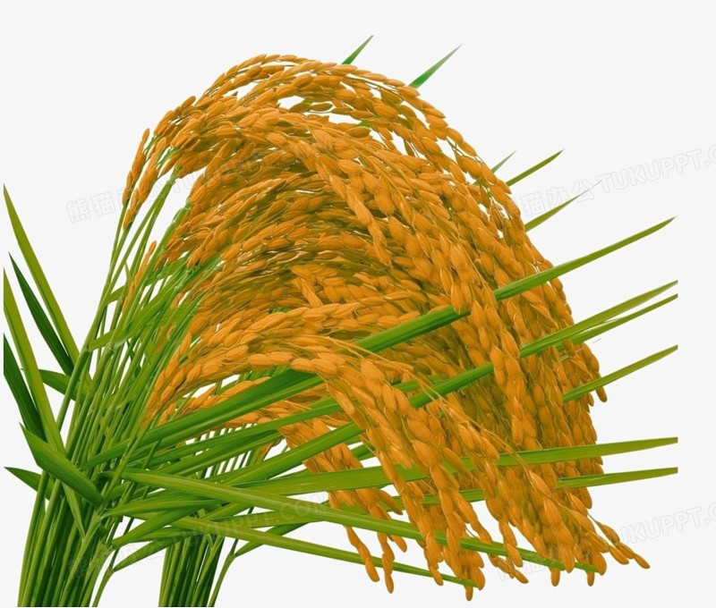 桃江：智能排灌体系护航水稻稳产增收