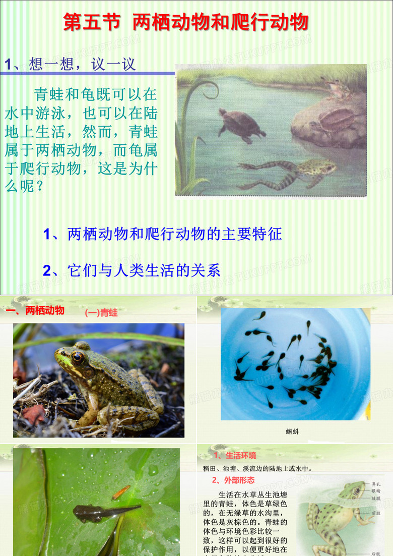 初中生物八下《1.5第五节 两栖动物和爬行动物》课件(三套)