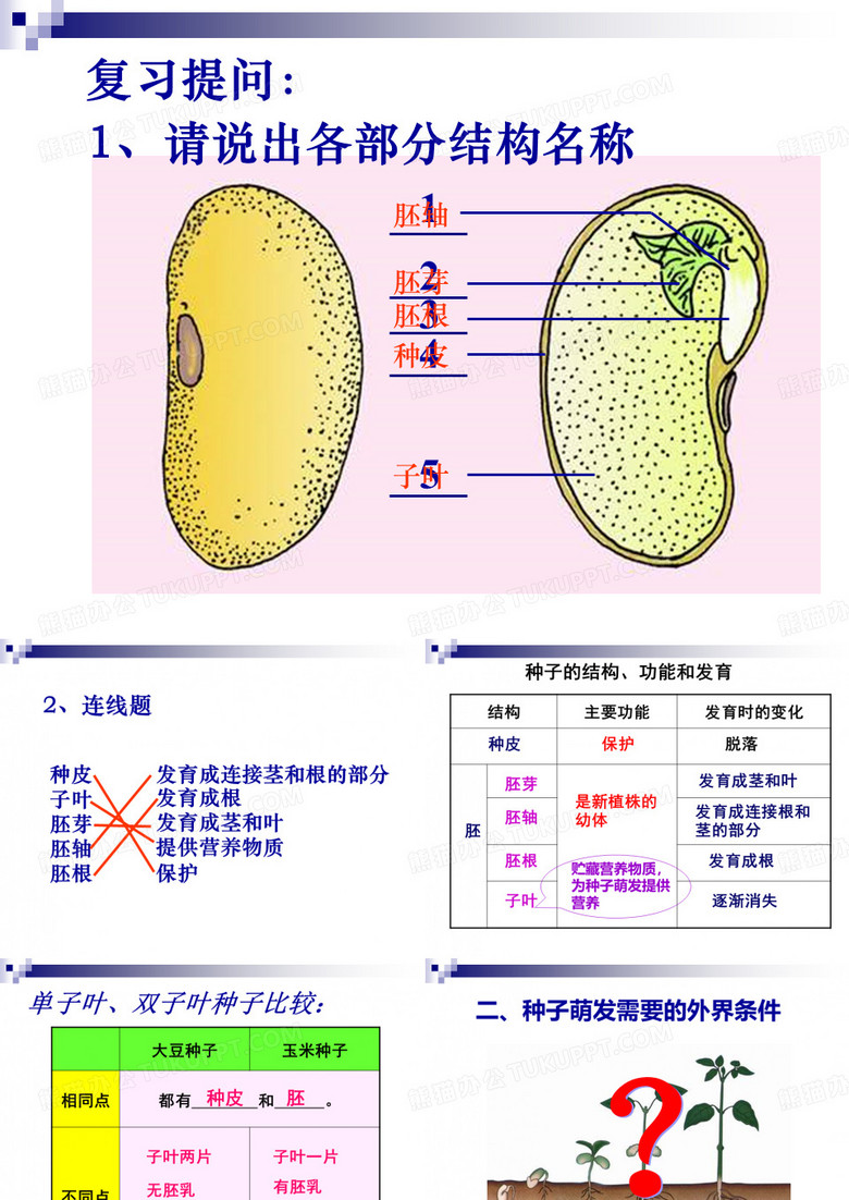 植物种子萌发