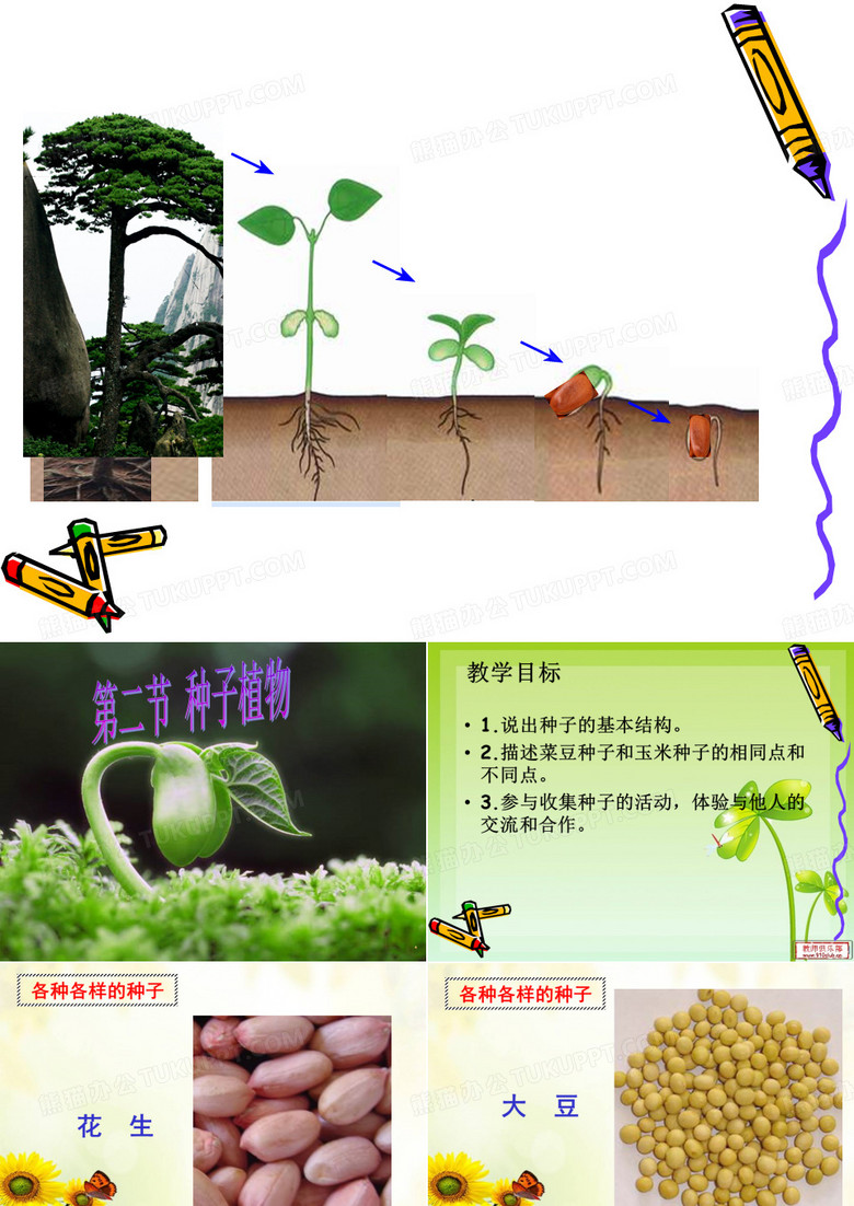 种子植物课件公开课