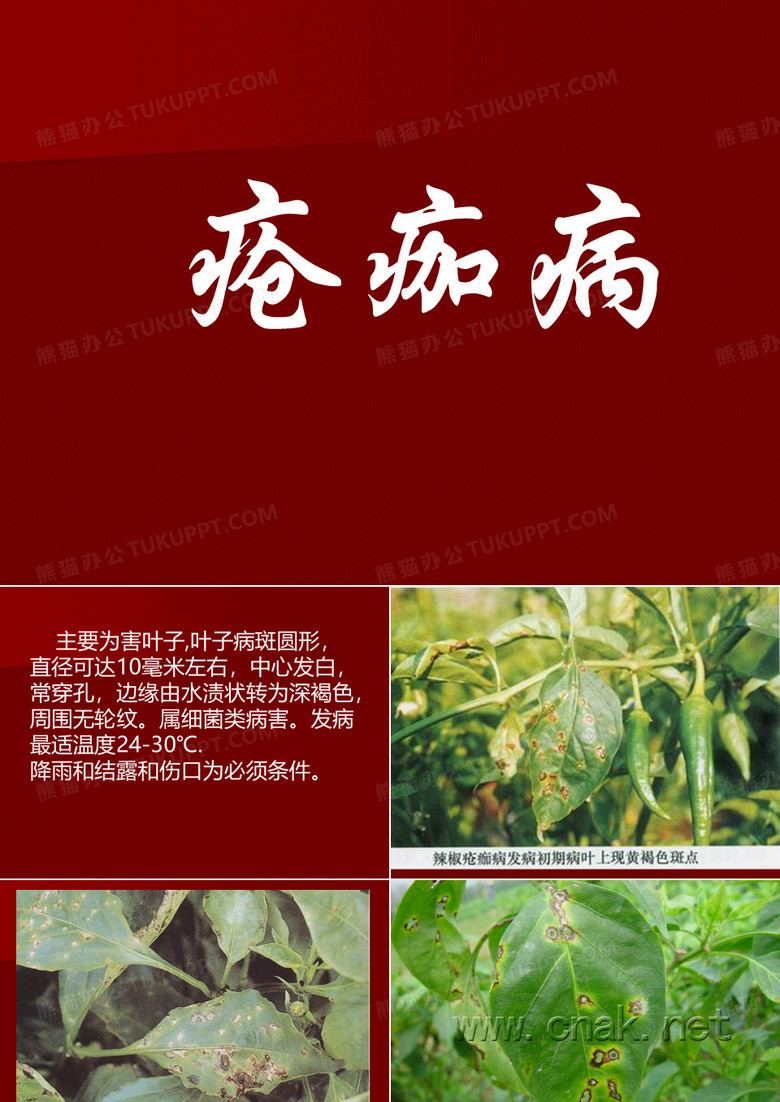 辣椒课件