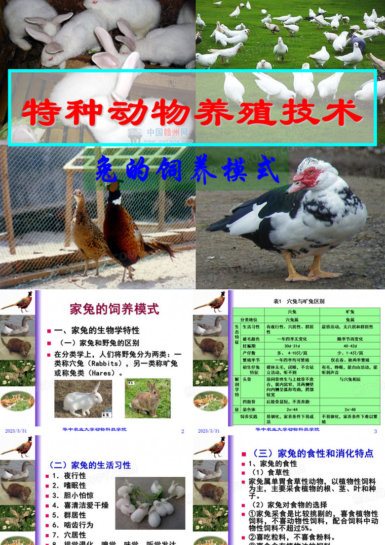 特种经济动物养殖培训班课程03-兔