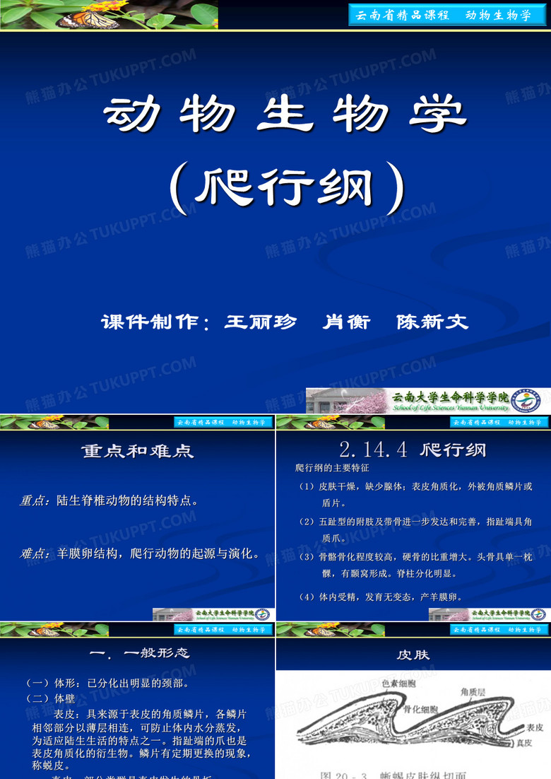 2144 爬行纲 - 云南大学动物生物学精品课程