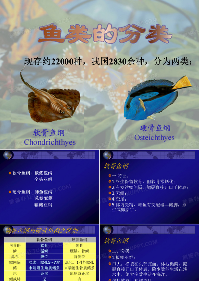 鱼类分类