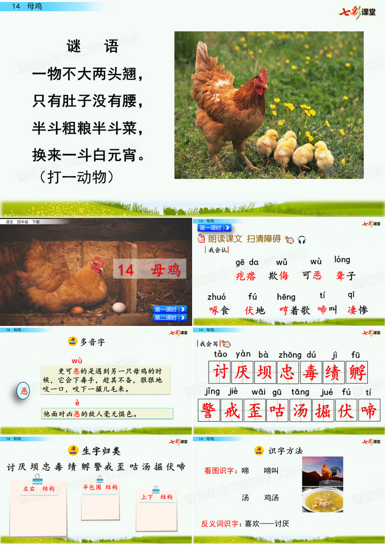 14 母鸡