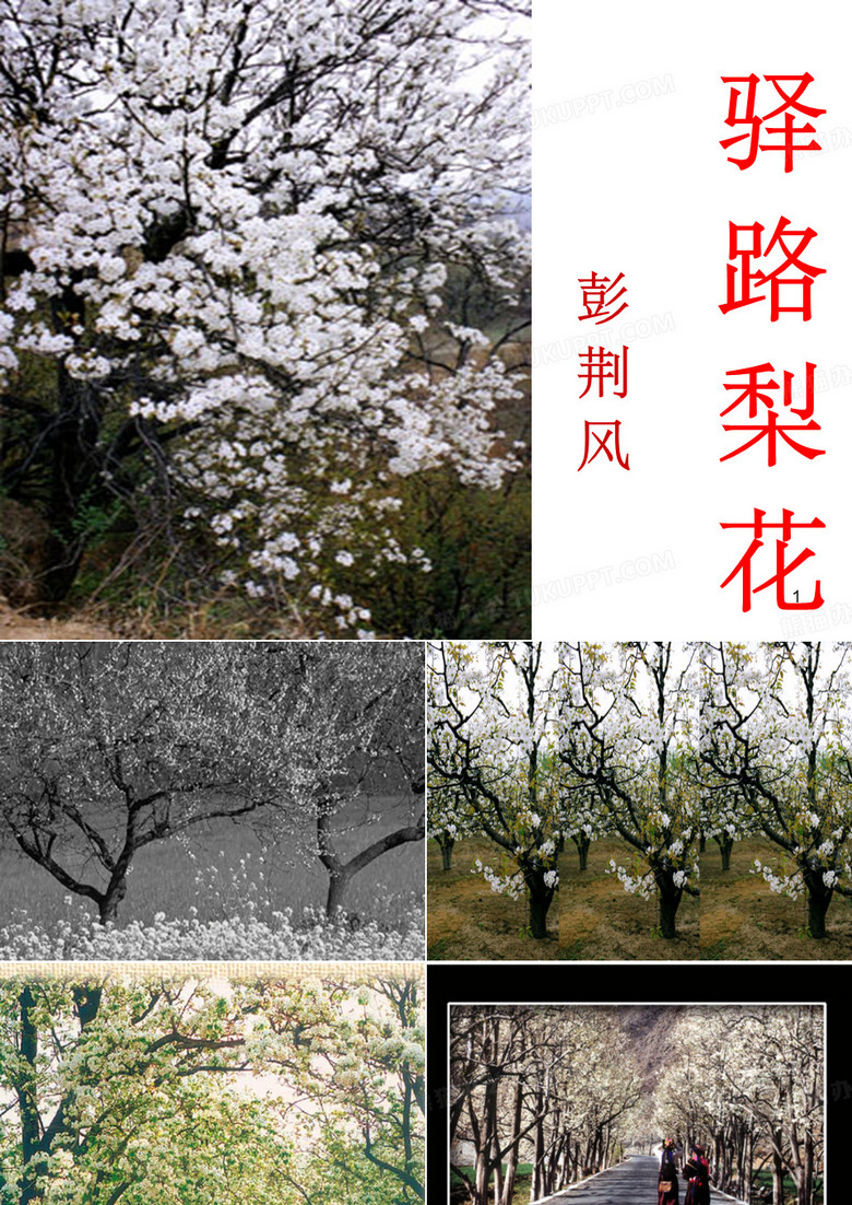 《驿路梨花》