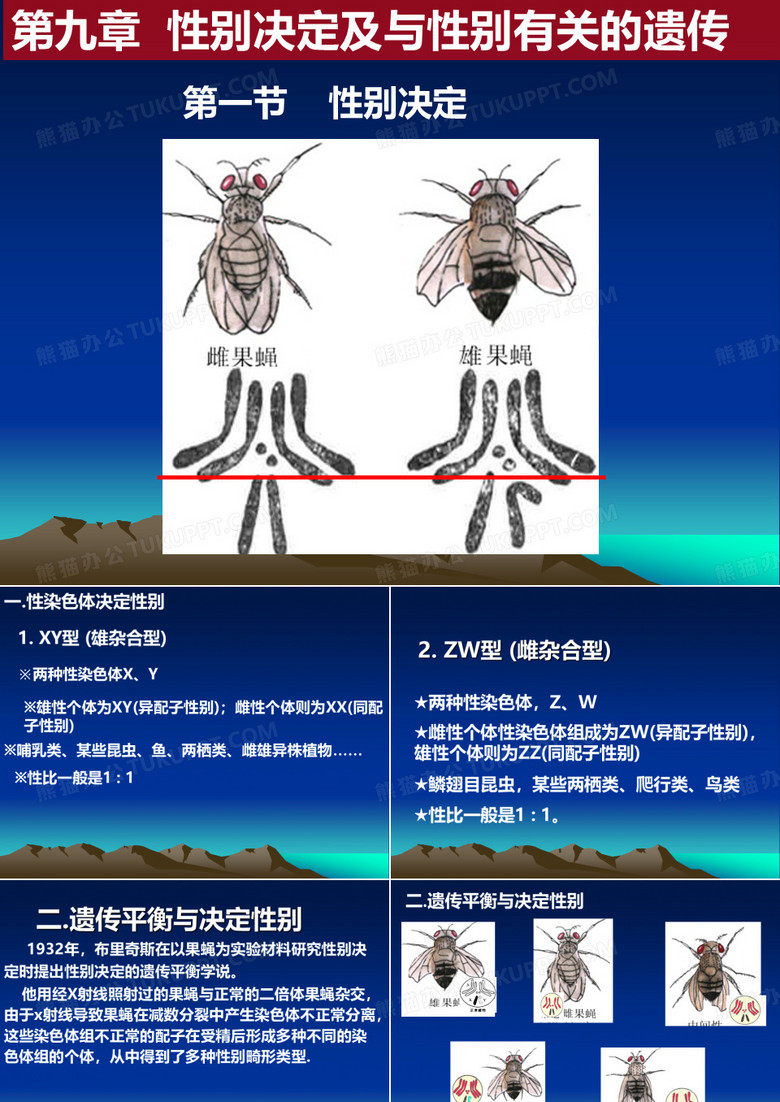 性别决定及与性别有关的遗传