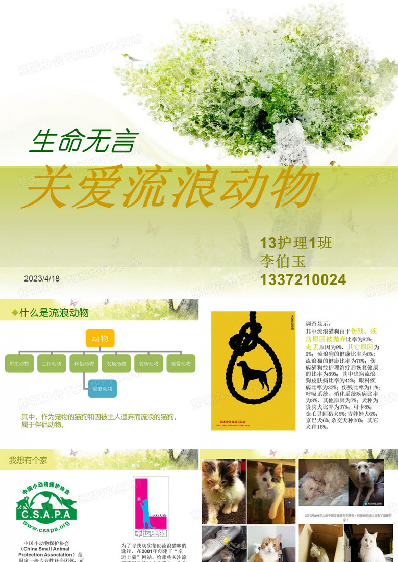 关爱流浪动物