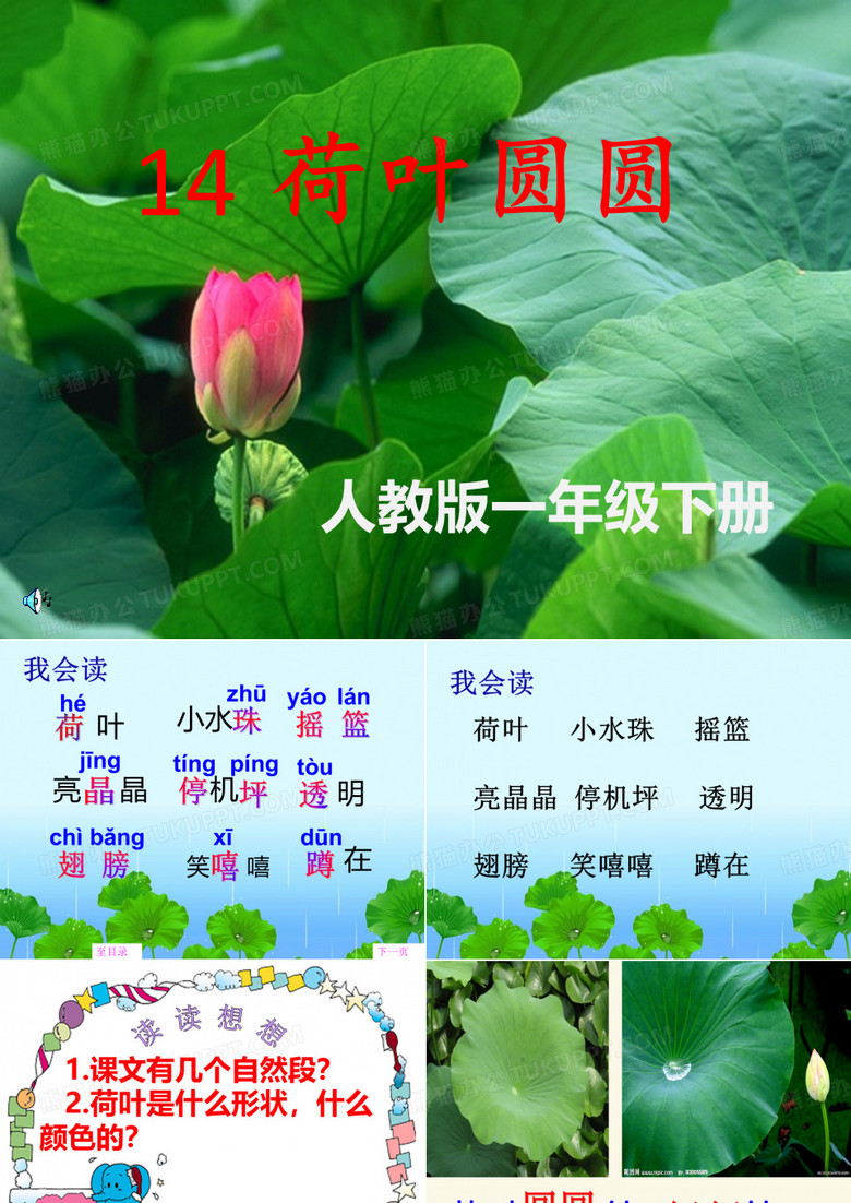 荷叶圆圆