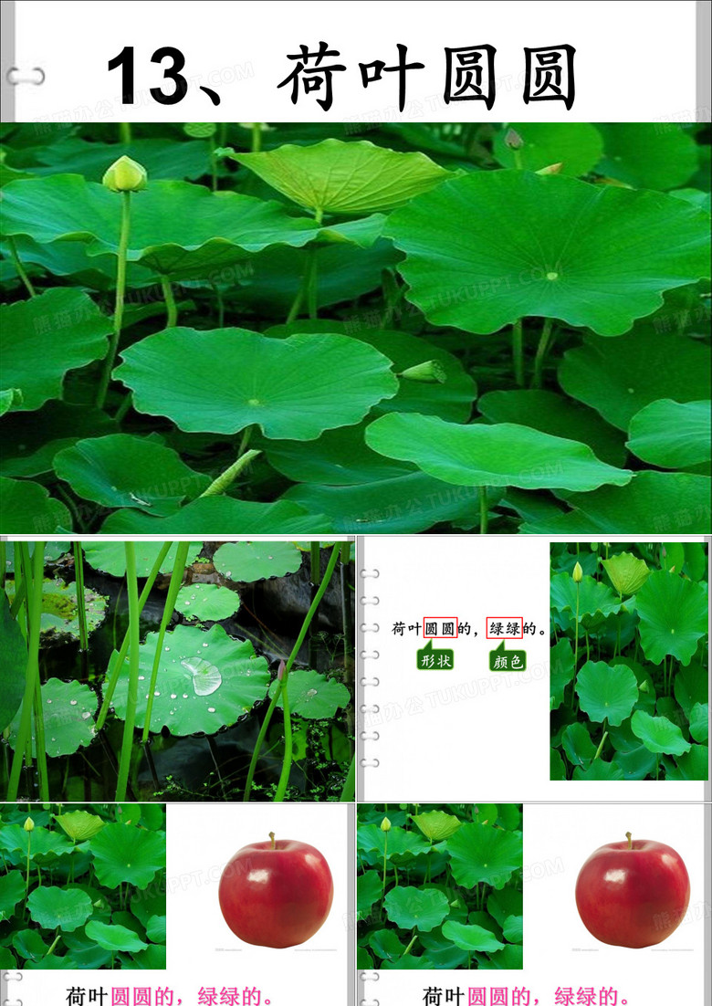 《荷叶圆圆》PPT
