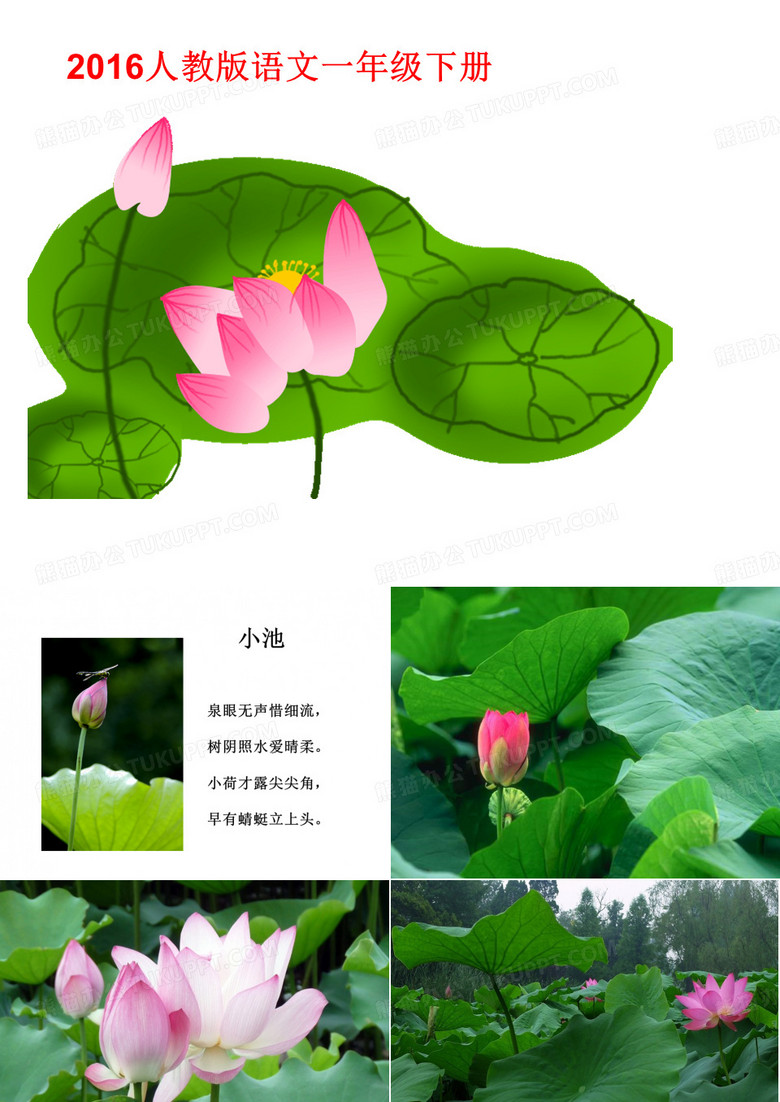 荷叶圆圆课件