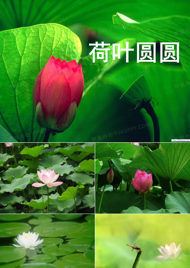 荷叶圆圆ppt