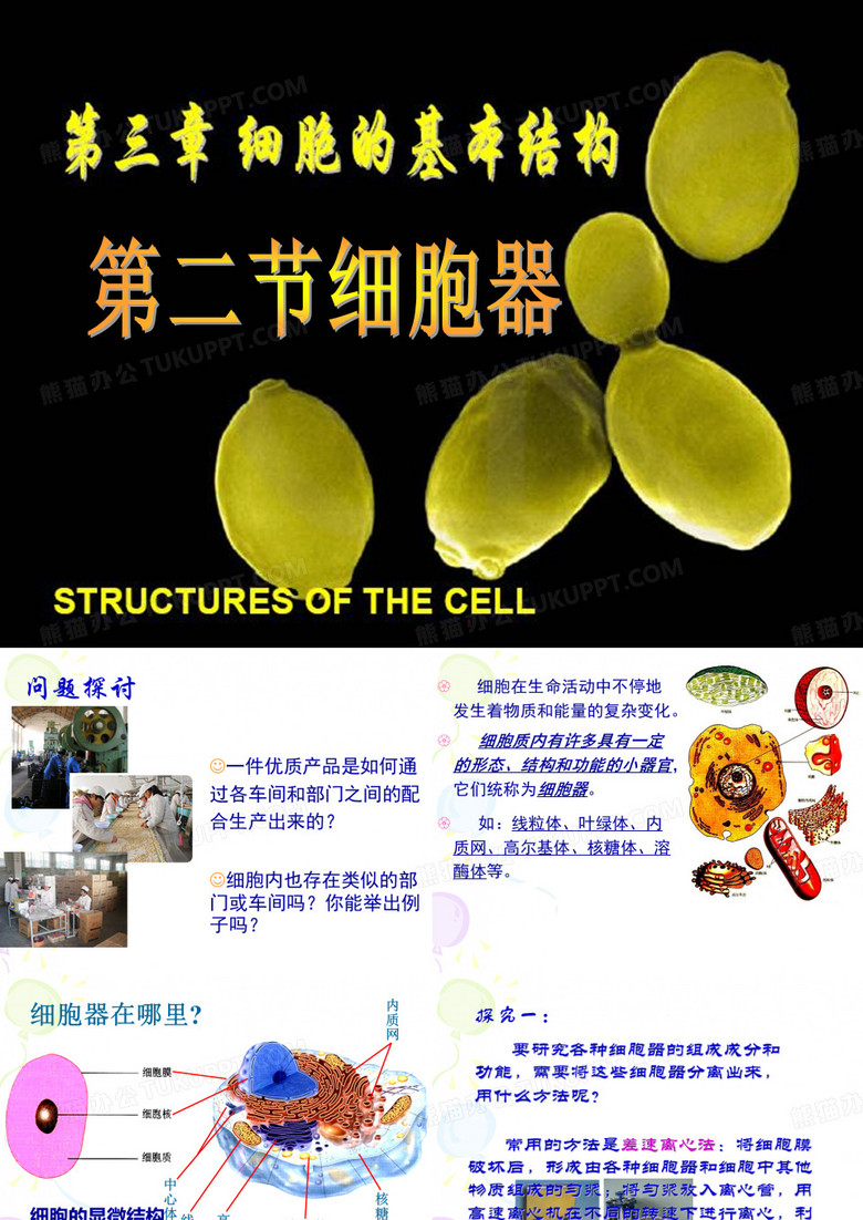 细胞器——系统内的分工合作-