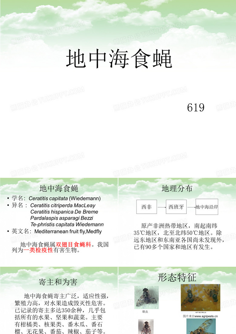 地中海实蝇