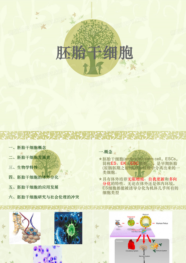 胚胎干细胞