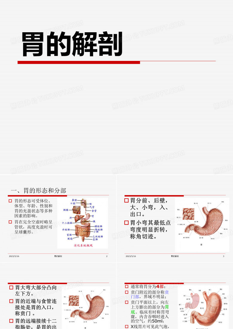 胃的解剖