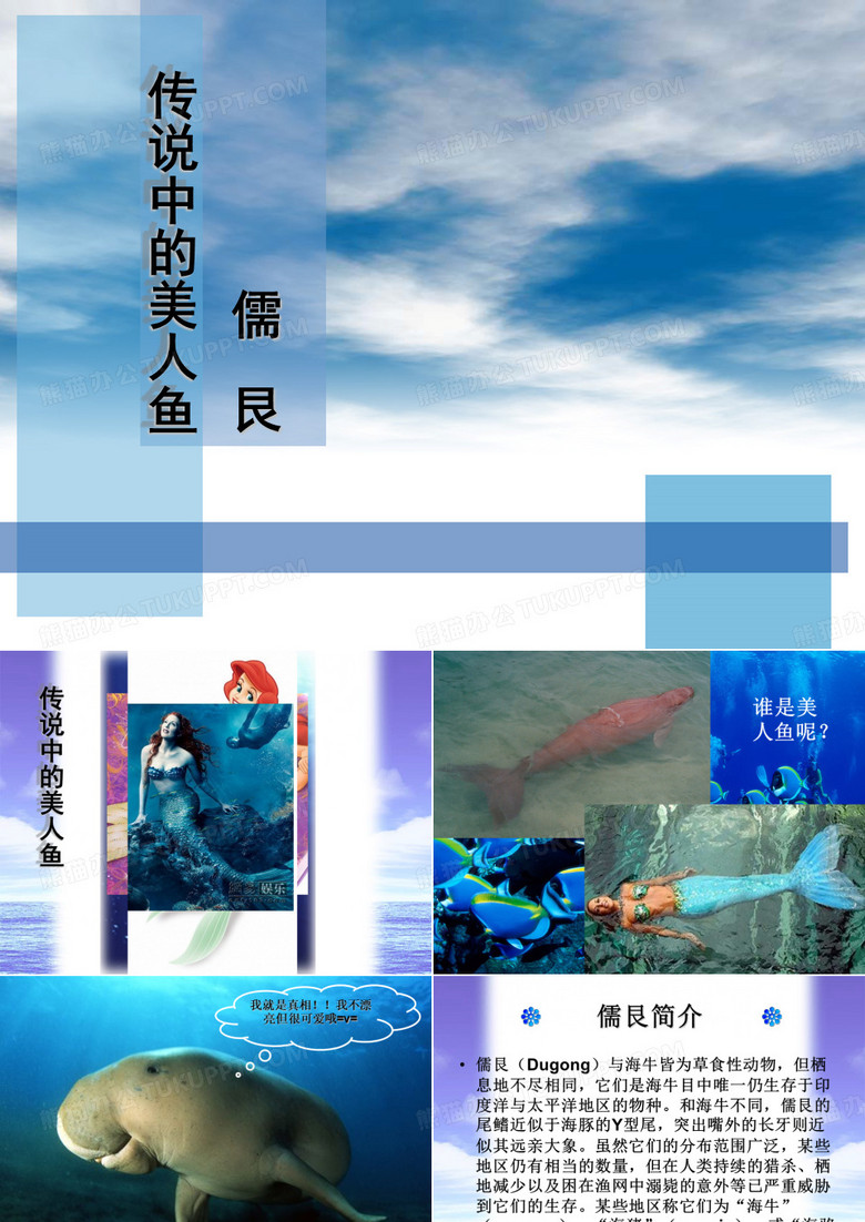 美人鱼的传说--儒艮-海牛