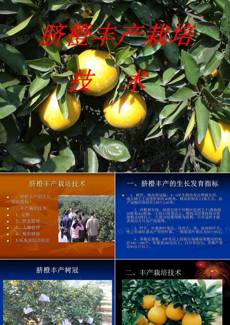 脐橙丰产栽培技术