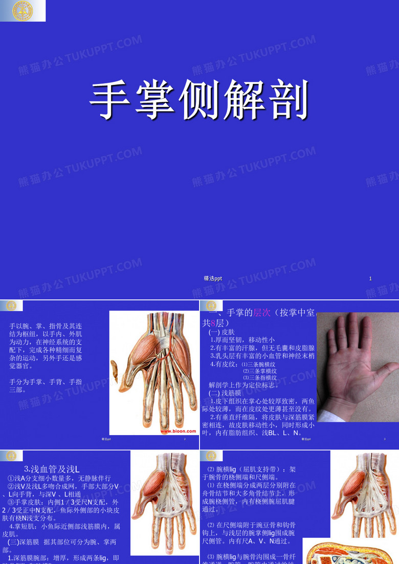 手掌侧解剖