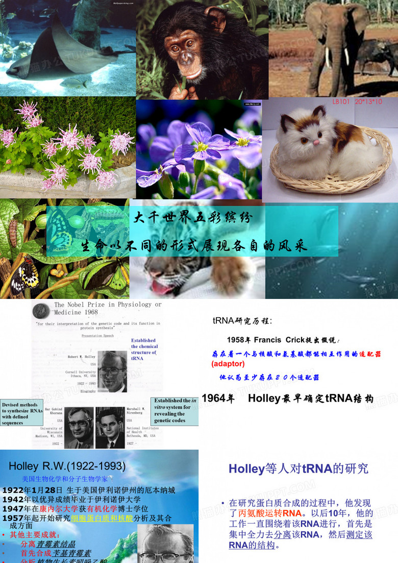 遗传密码