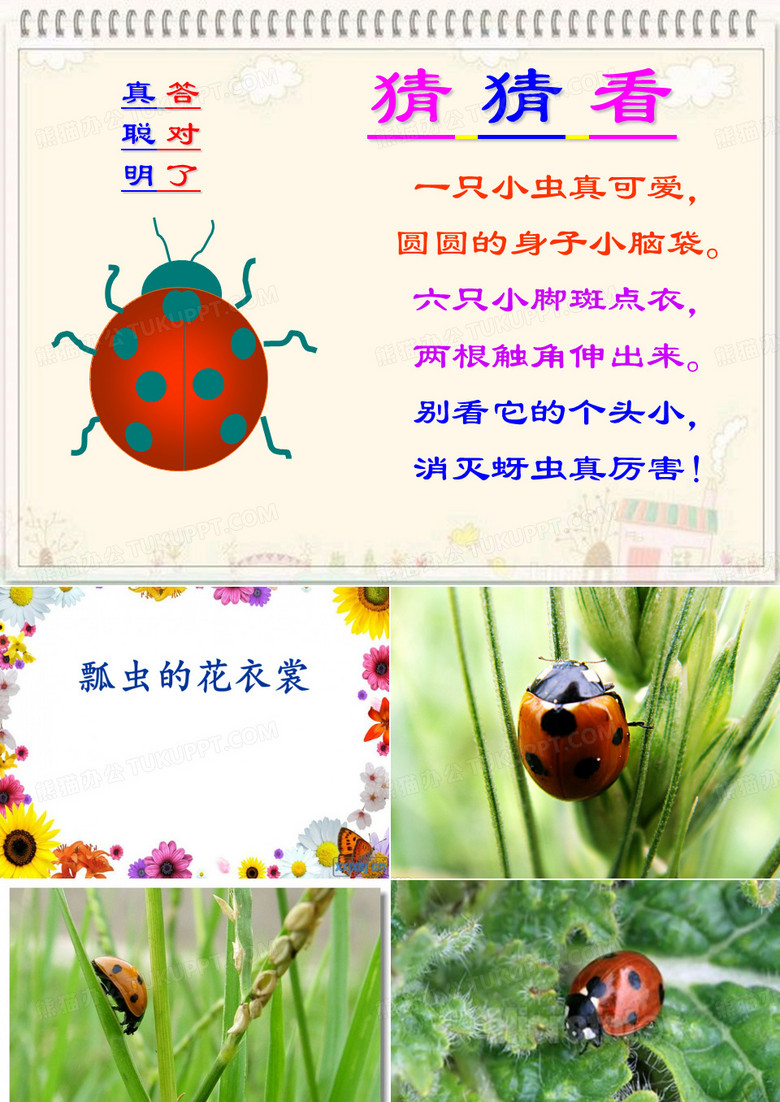 美术瓢虫课件