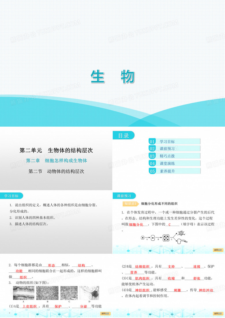最新人教版七年级上册生物第二单元生物体的结构层次第二章细胞怎样构成生物体第二节 动物体的结构层次