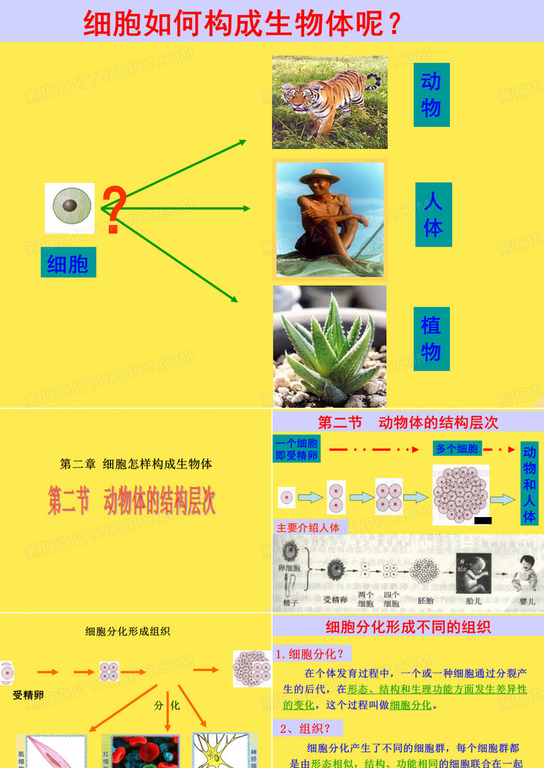七年级生物上册第二单元第二章第二节动物体的结构层次课
