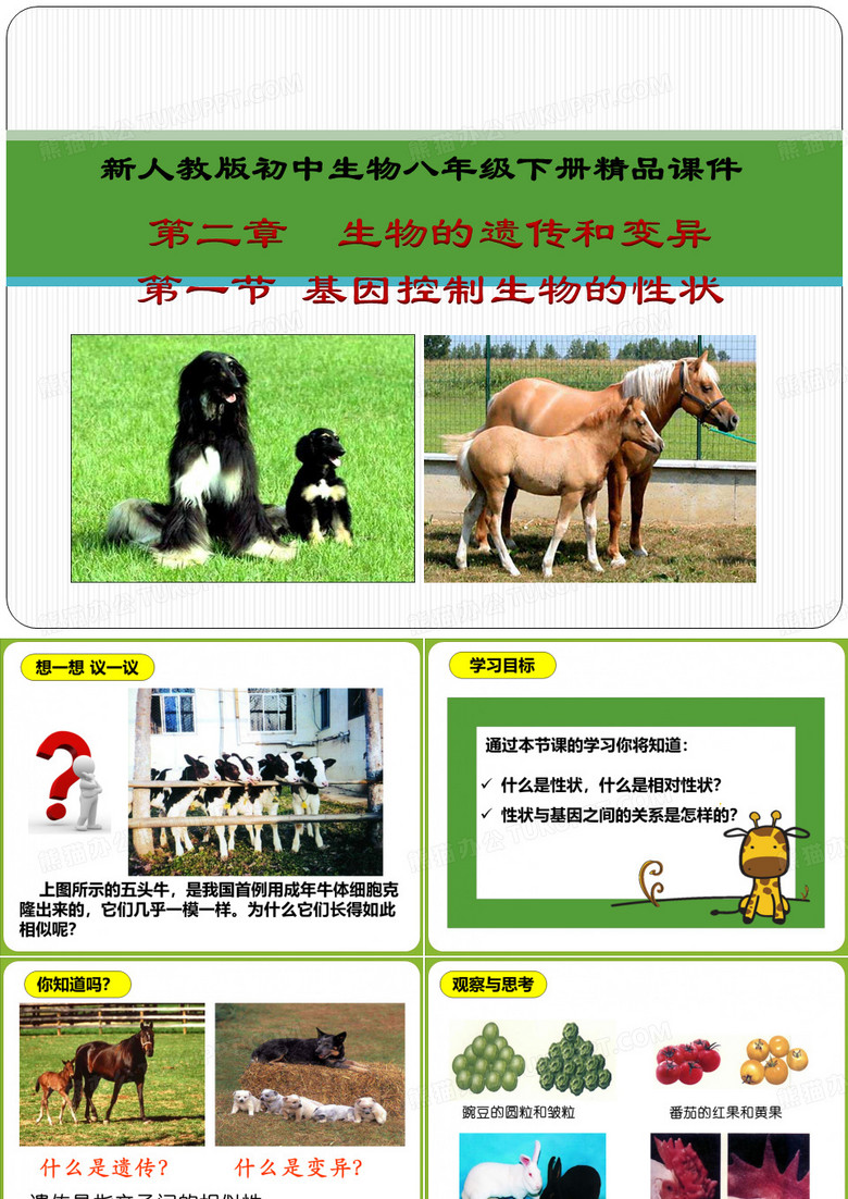 人教版八下第二章第一节基因控制生物的性状(共27张PPT)
