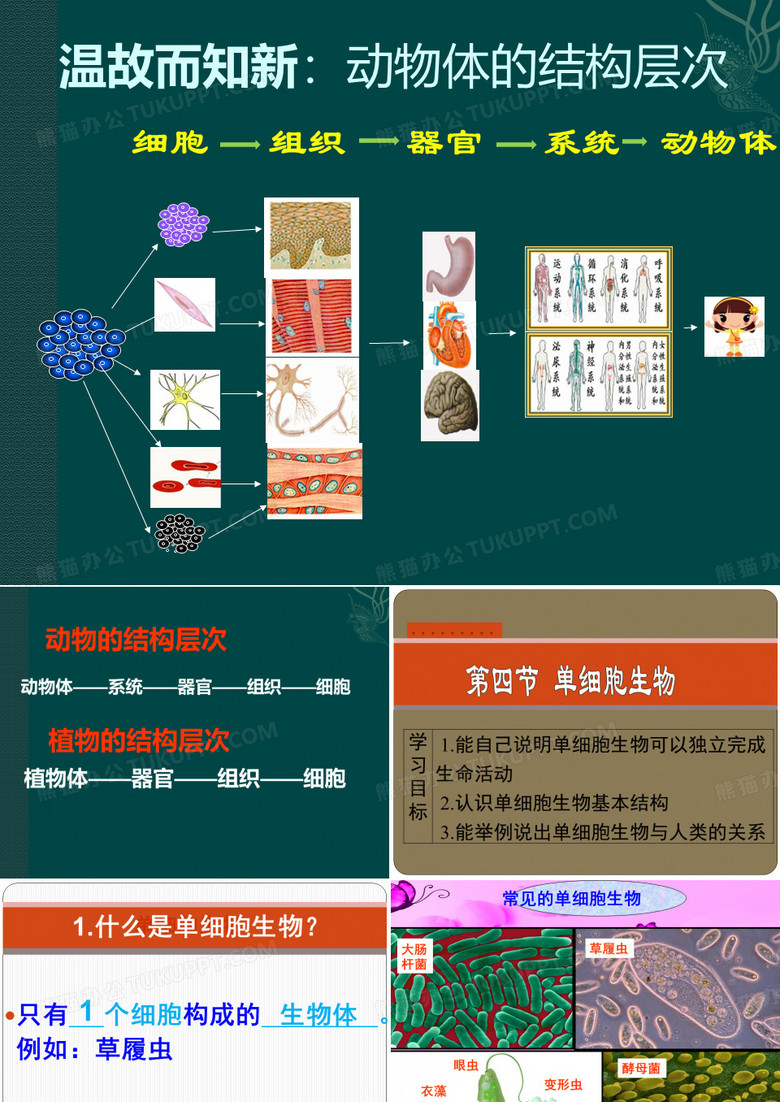 人教版七上第二单元第二章第四节单细胞生物(共25张PPT)(001)