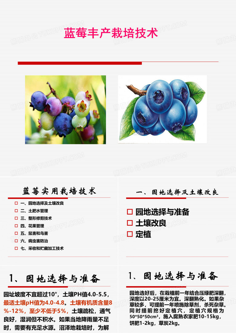 蓝莓栽培技术