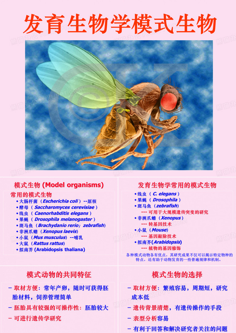 发育生物学发育生物学模式生物