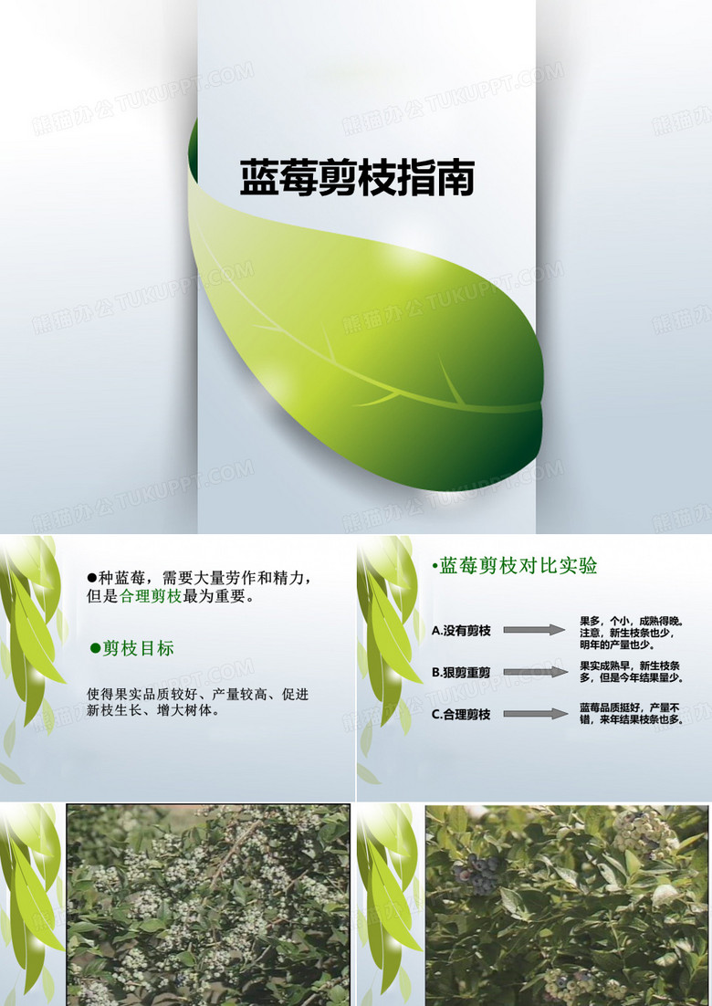 蓝莓剪枝教程