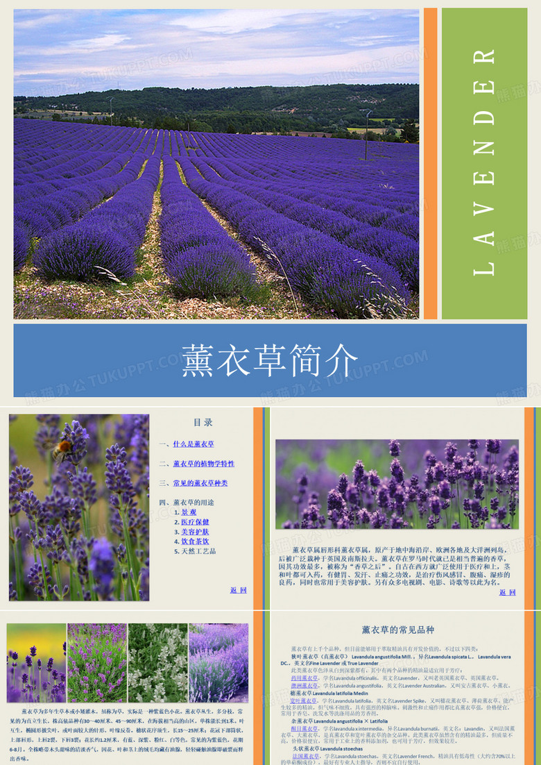 薰衣草简介