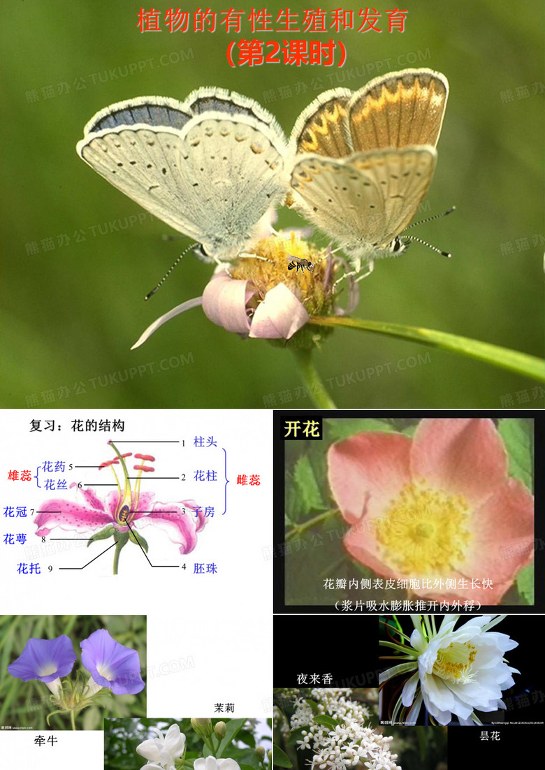 开花与传粉