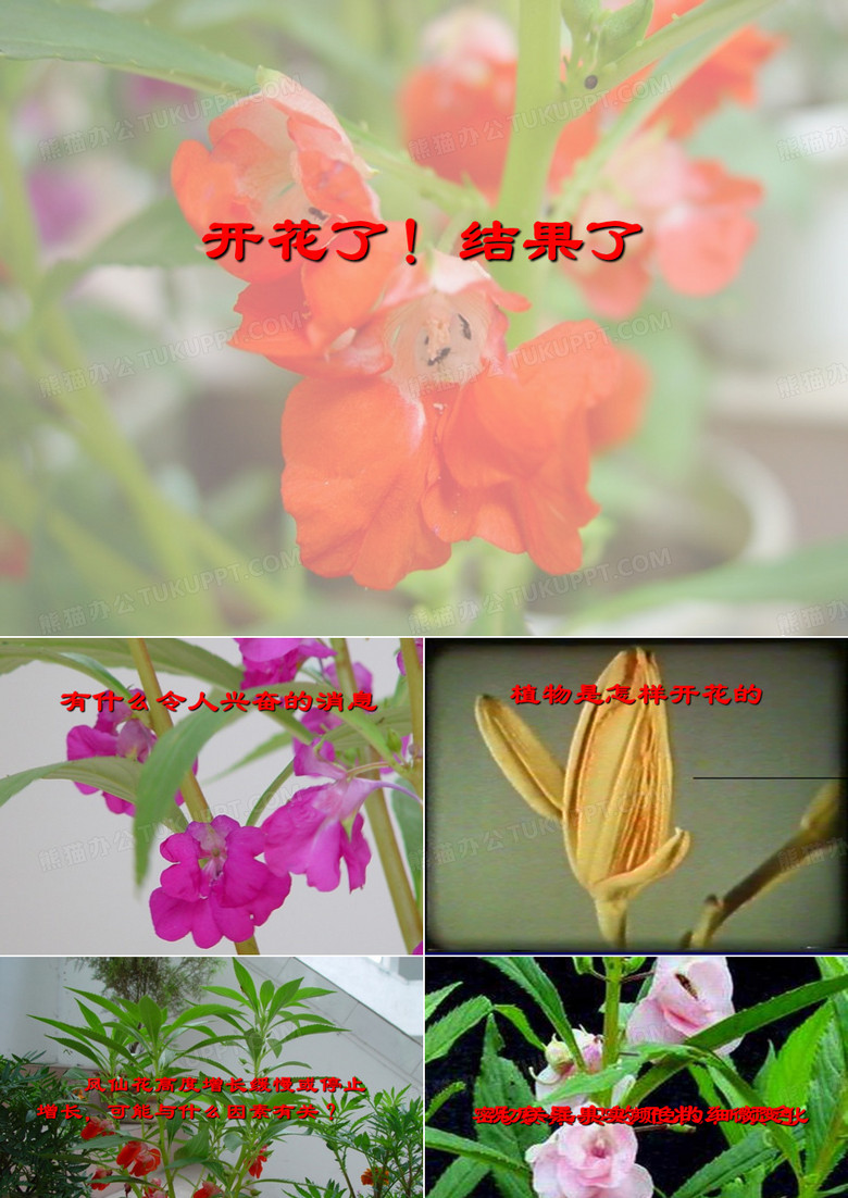 开花了结果了