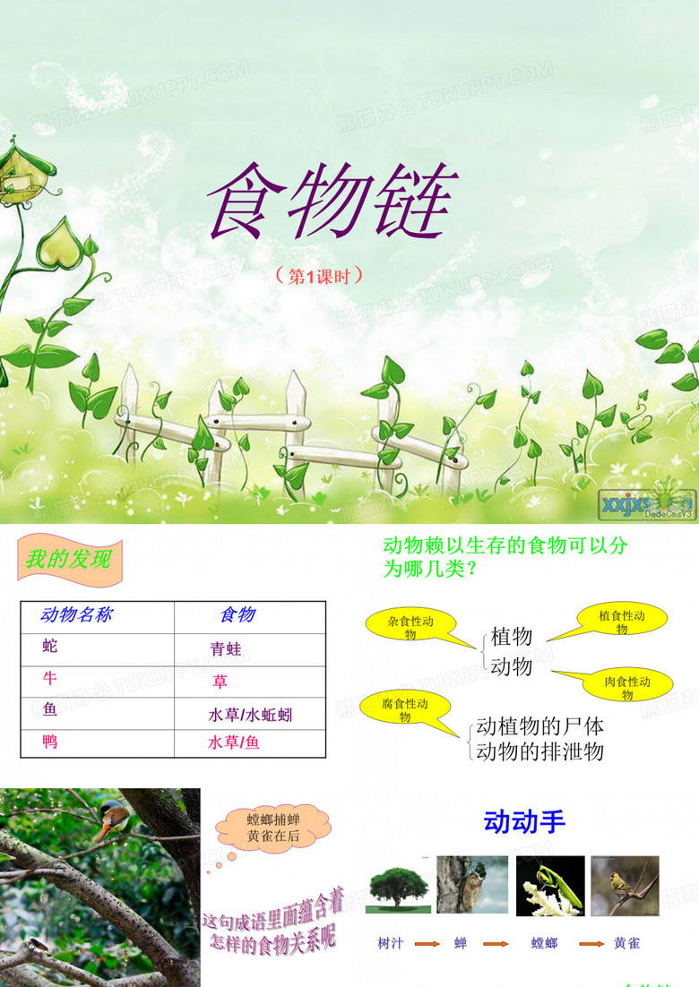 食物链ppt