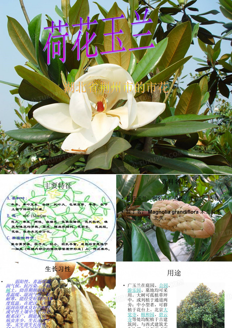 荷花玉兰