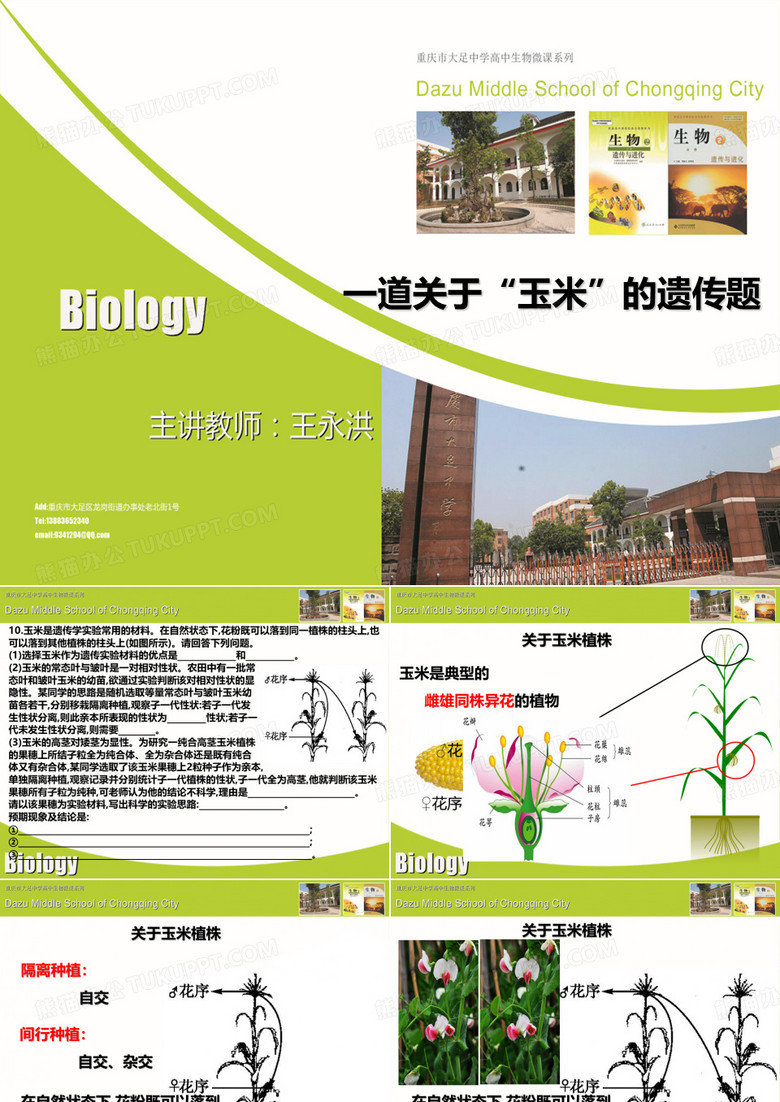 玉米遗传