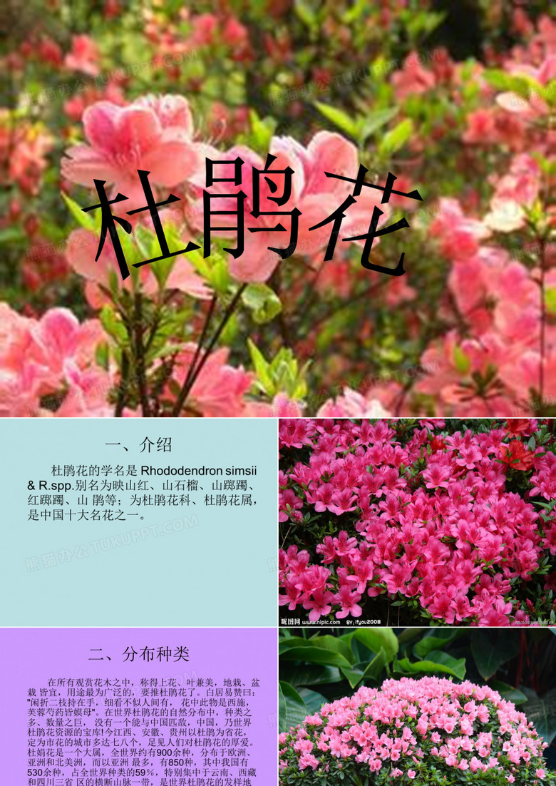杜鹃花